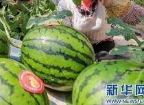 临县吃瓜事件最新爆料信息,最新爆料揭露惊人内幕